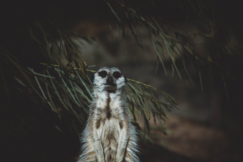 meerkat in foliage