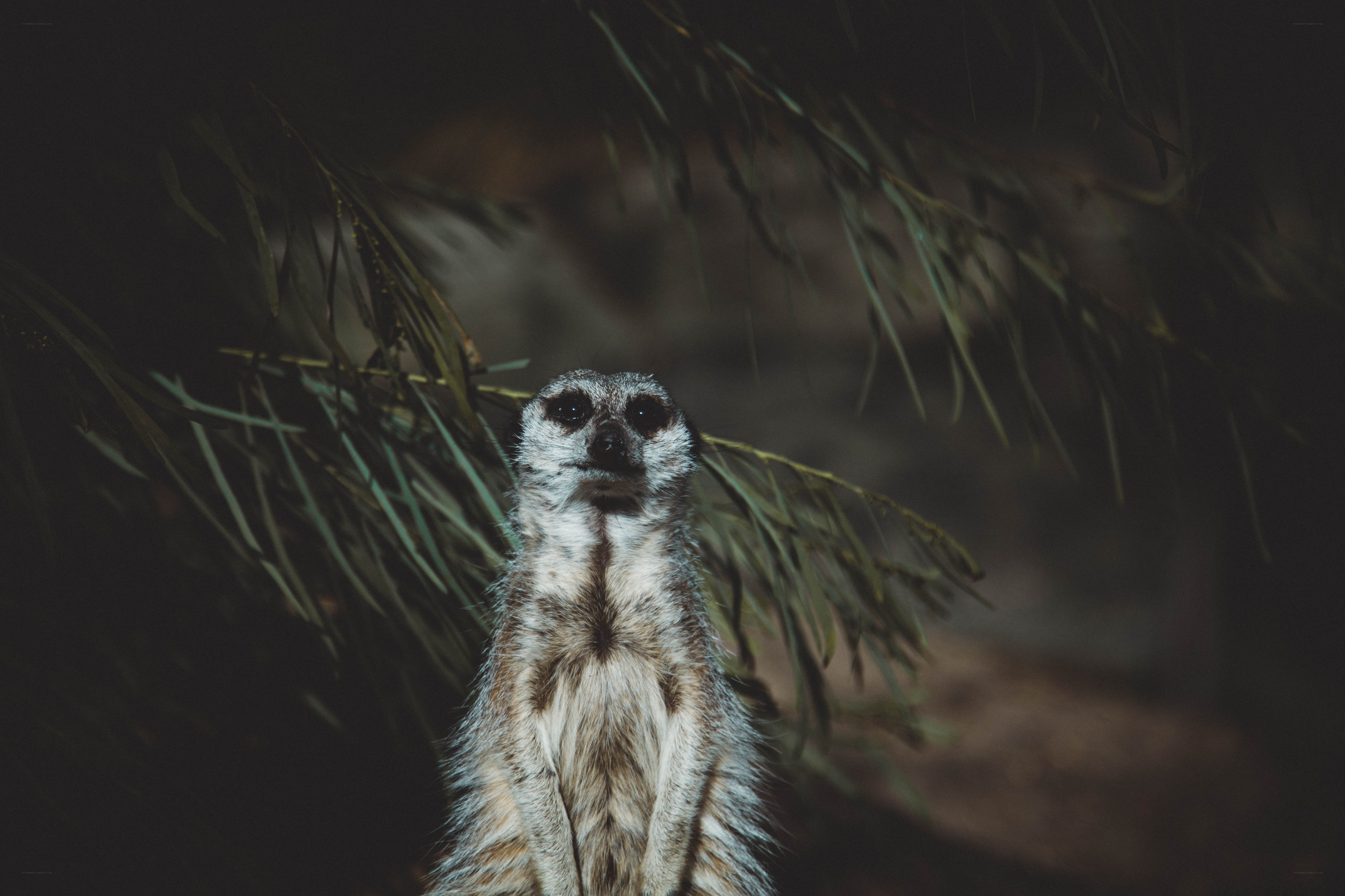 meerkat in foliage