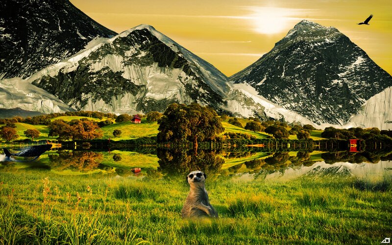 Meerkat in Grass — Green, Serene