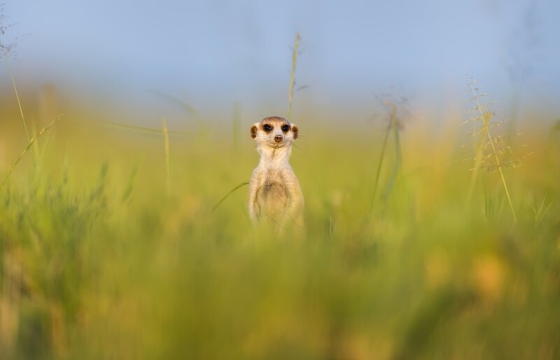 Meerkat in Grass — Green