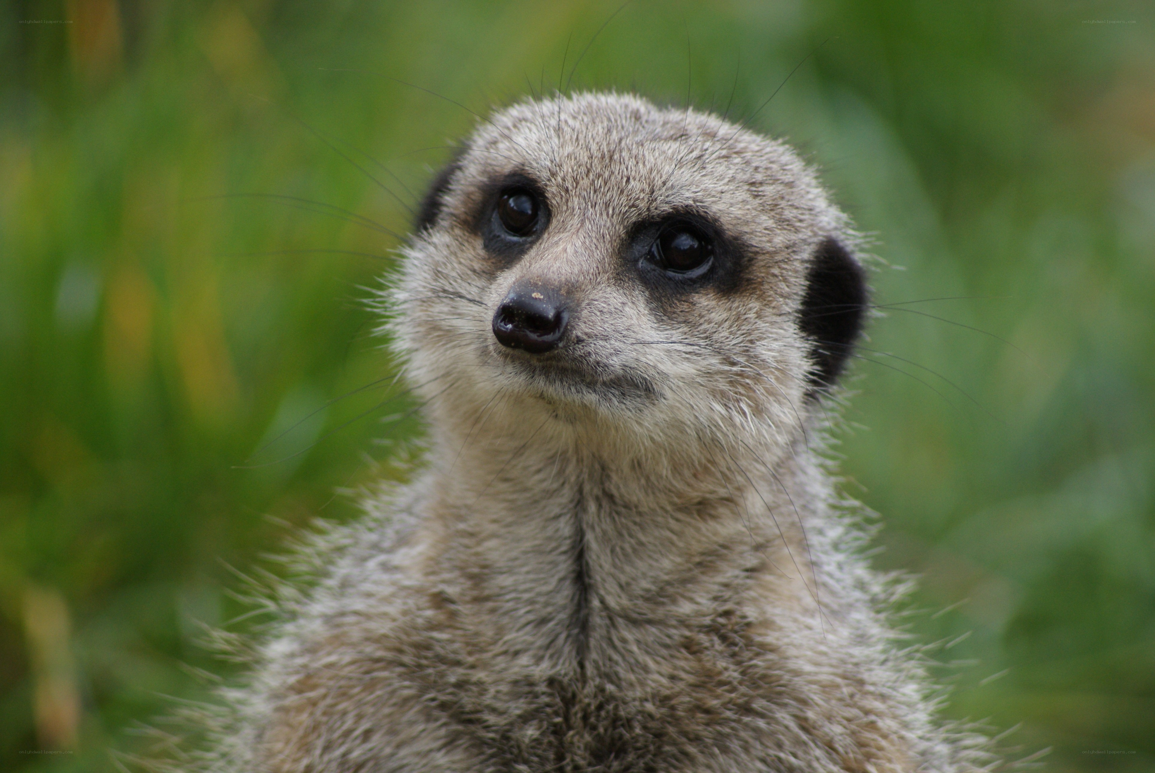 meerkat in grass