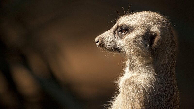 meerkat in profile