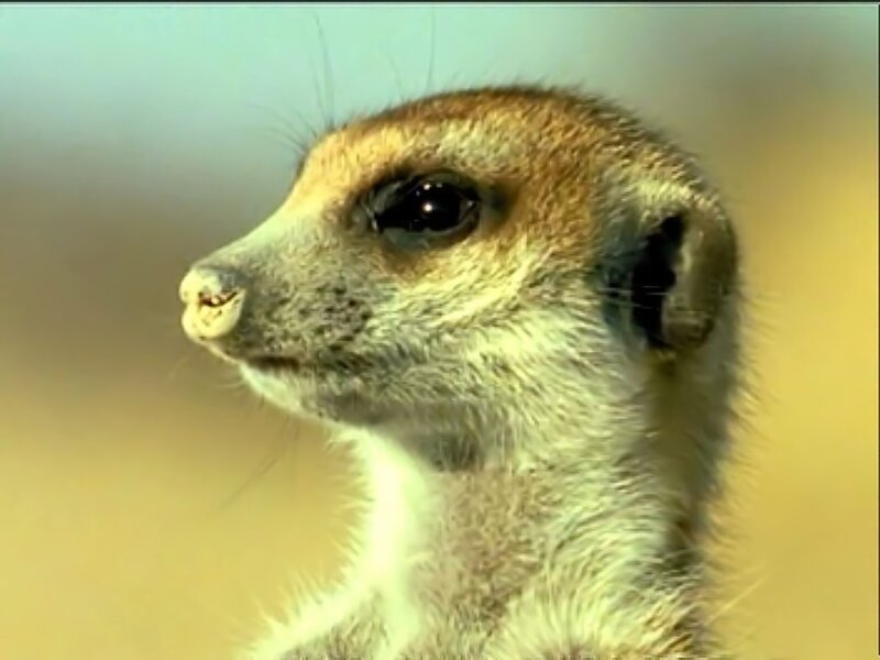 Meerkat in Profile — Brown, Alert