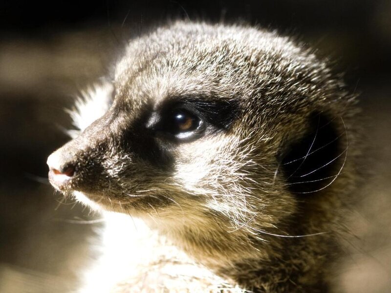 Meerkat in Profile — Brown
