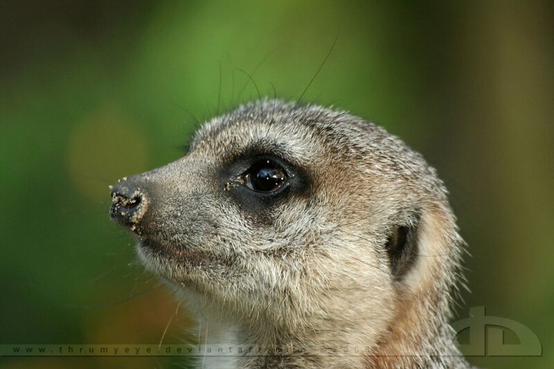 Meerkat in Profile — Gray