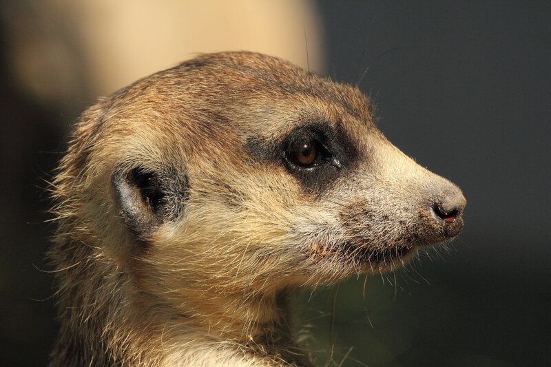 meerkat in profile