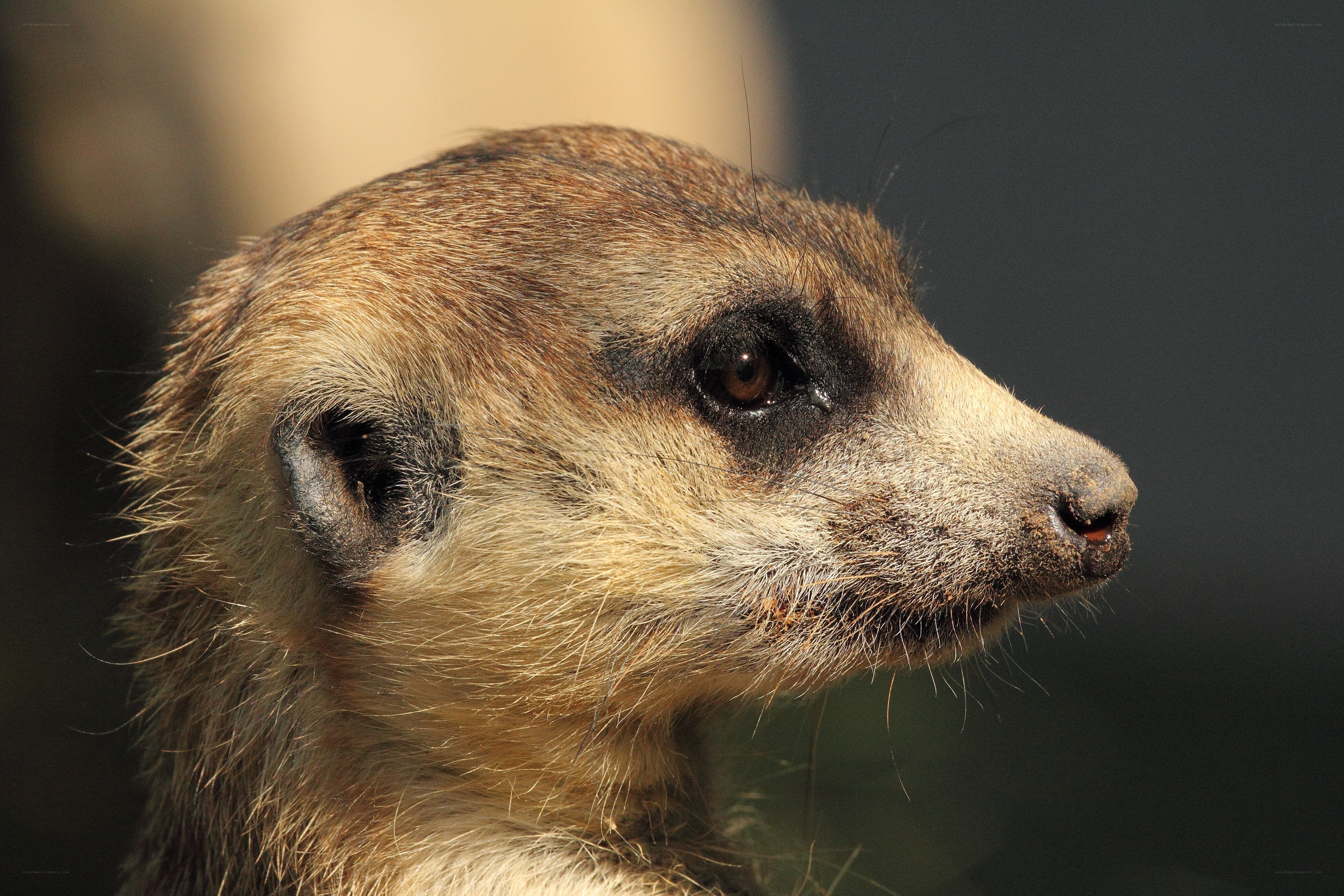meerkat in profile