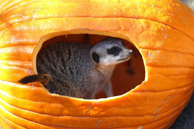 Meerkat in Pumpkin — Orange