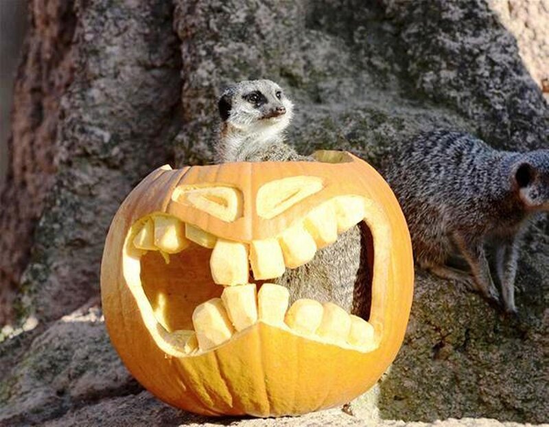 Meerkat in Pumpkin