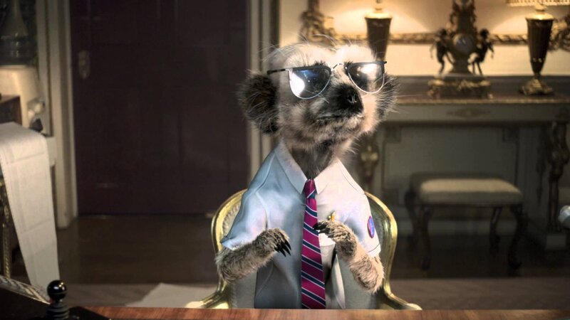 Meerkat in Suit