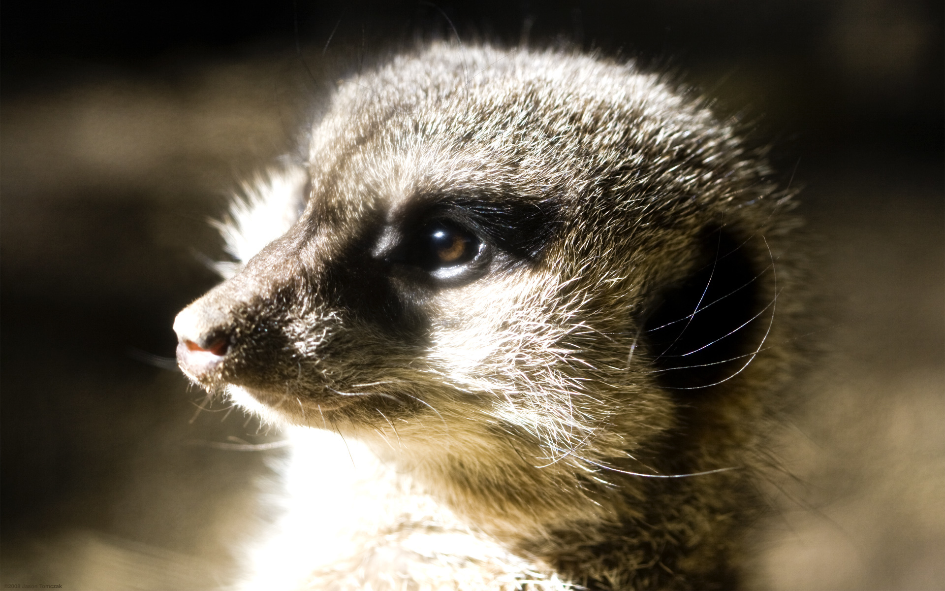 meerkat in sunlight