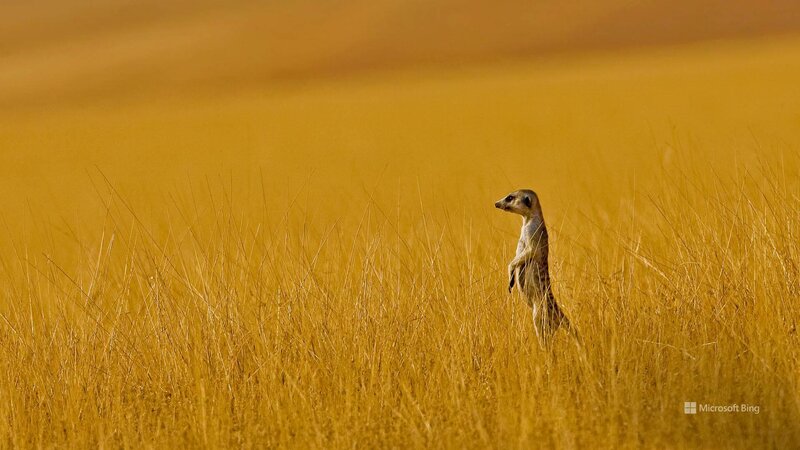 Meerkat in Tall Grass