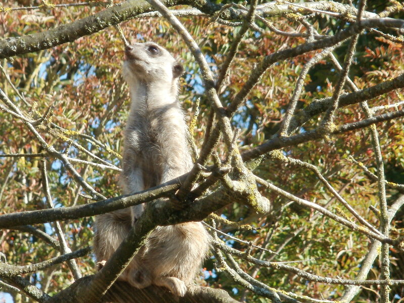Meerkat in Tree