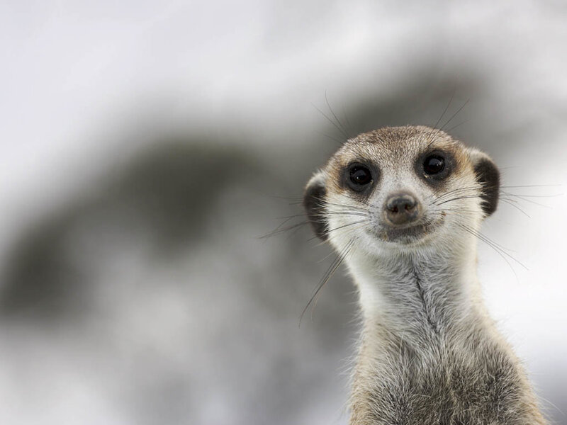 Meerkat looking at camera