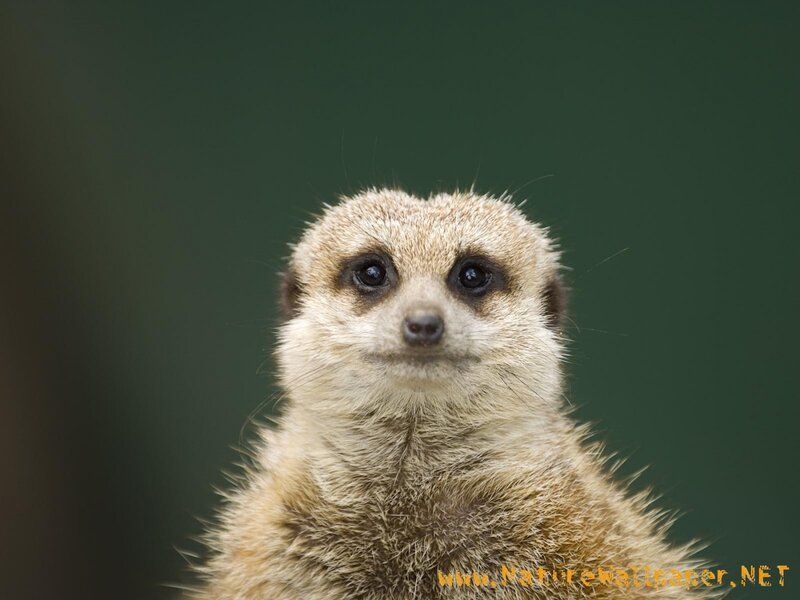 Meerkat Looking at Camera — Brown
