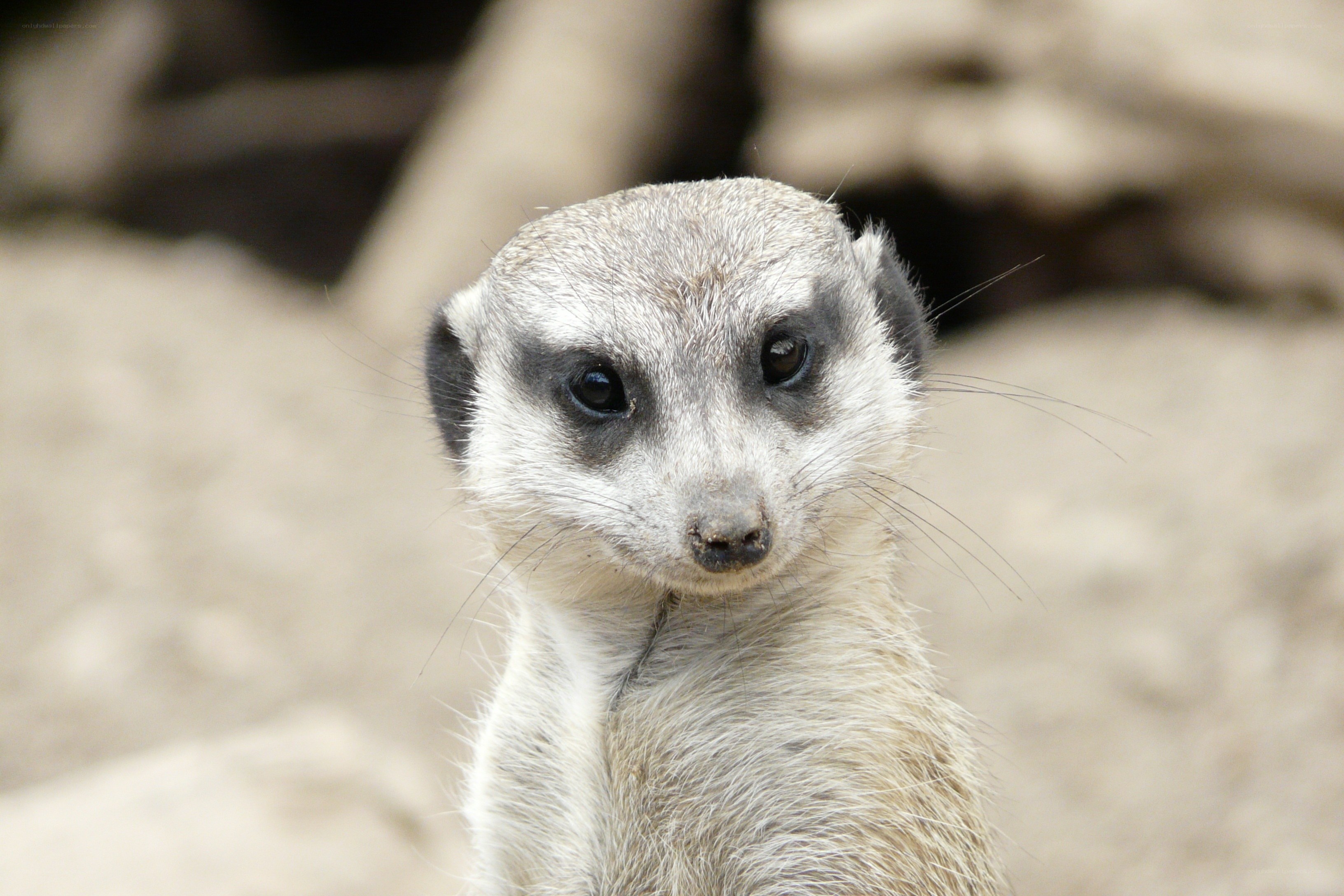 Meerkat looking at camera