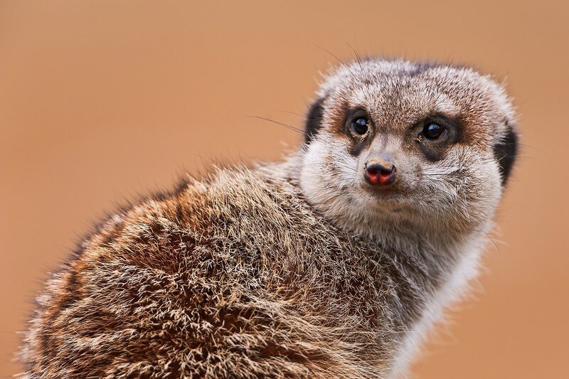 Meerkat Looking Forward