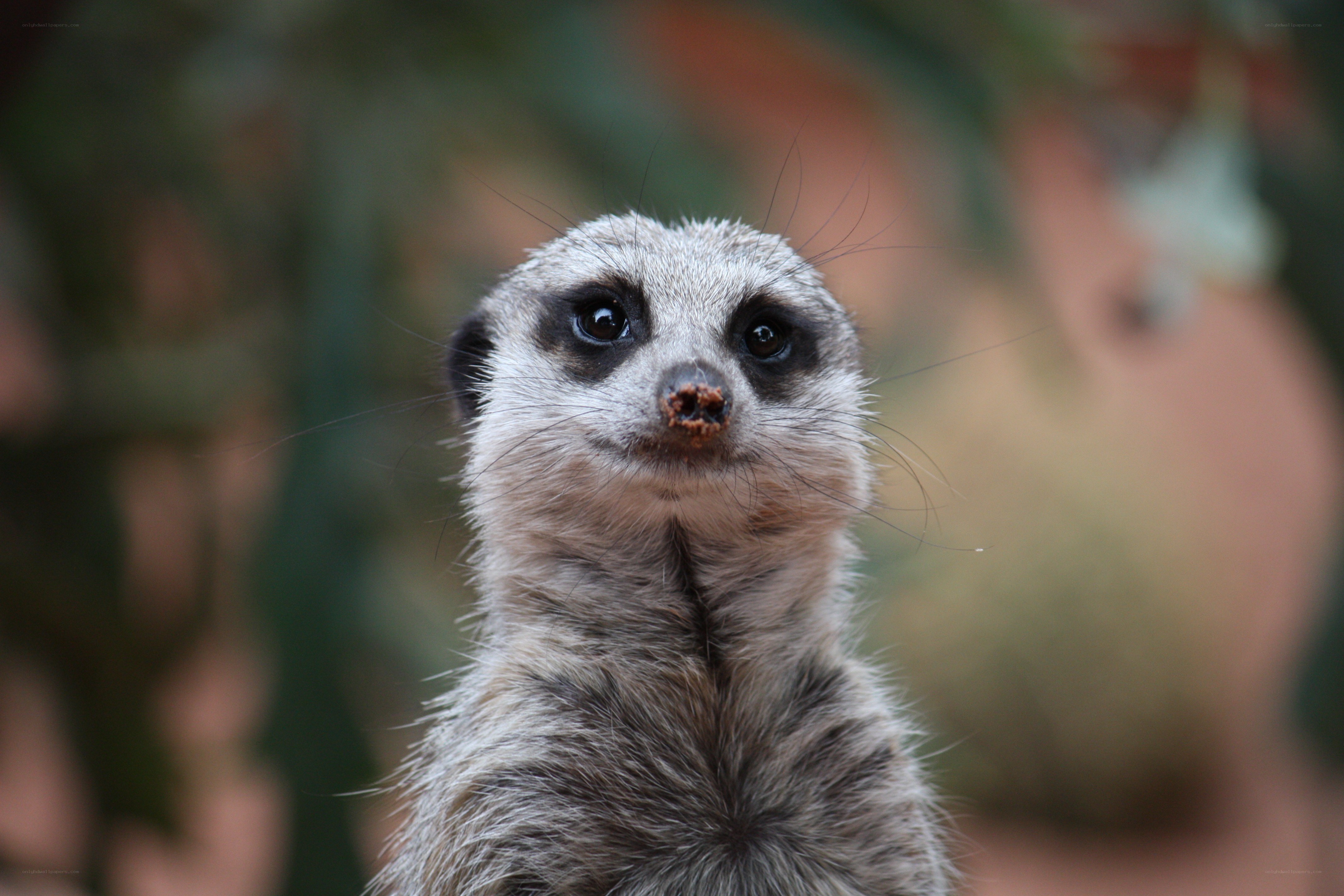 Meerkat looking up