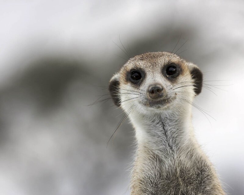 Meerkat looking up