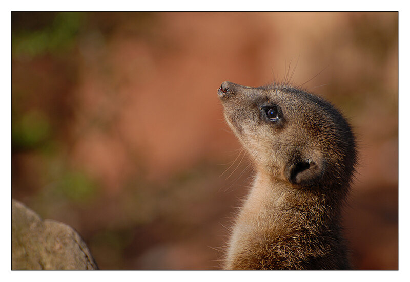 Meerkat Looking Up — Brown, Alert