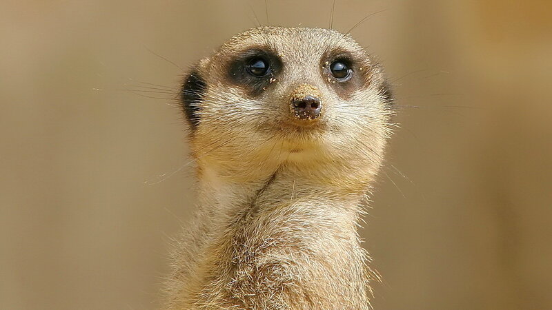 Meerkat Looking Up — Brown