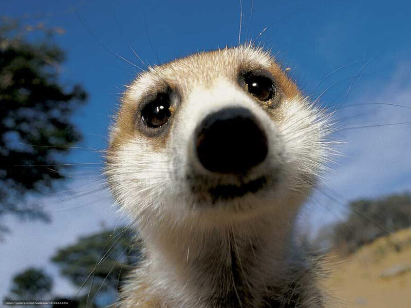 Meerkat looking up close