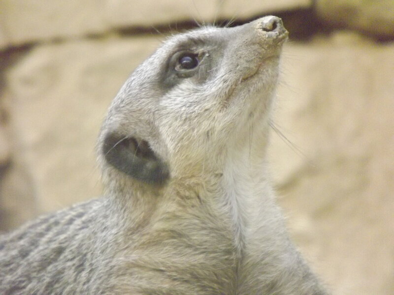 Meerkat Looking Up — Gray, Curious