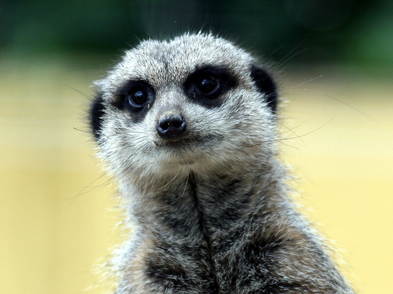 Meerkat Looking Up — Gray