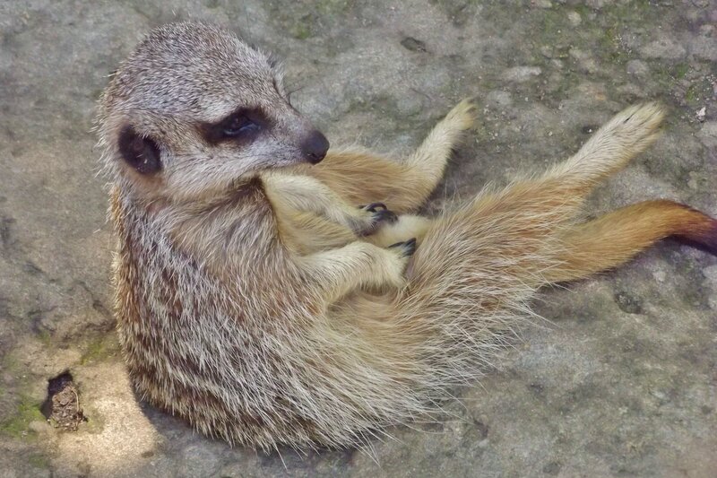 Meerkat Lying Down