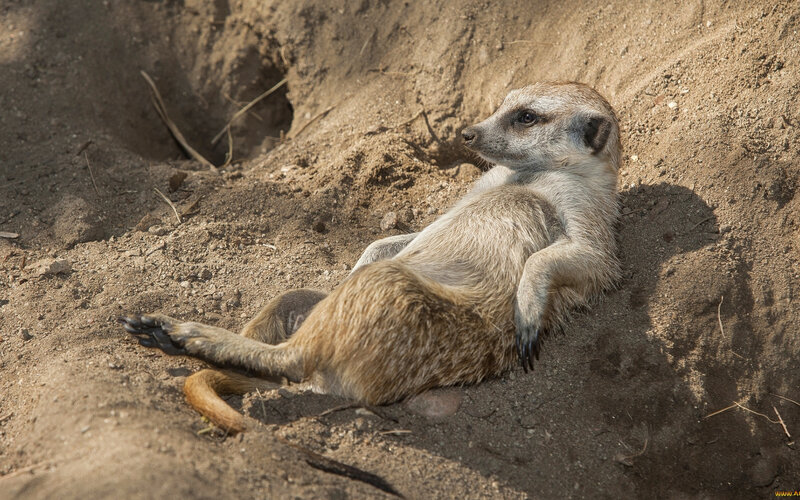 Meerkat Lying on Ground