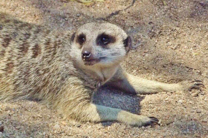 Meerkat Lying on Sand