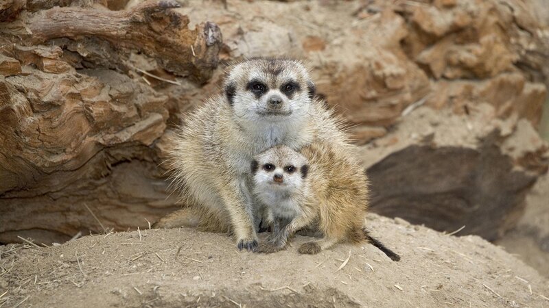 Meerkat mother and baby