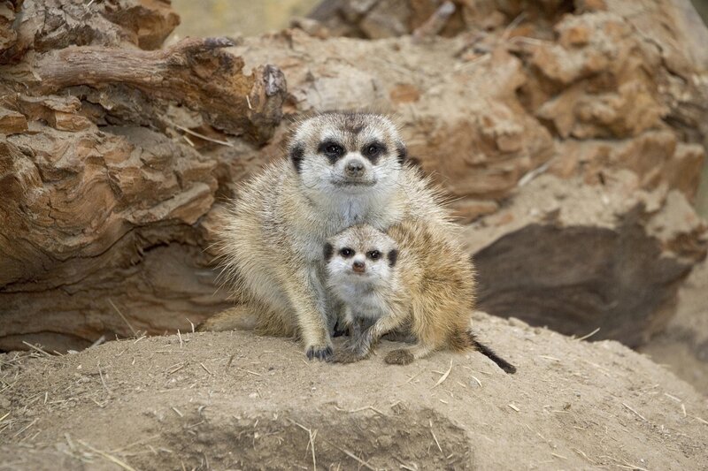 Meerkat mother and baby