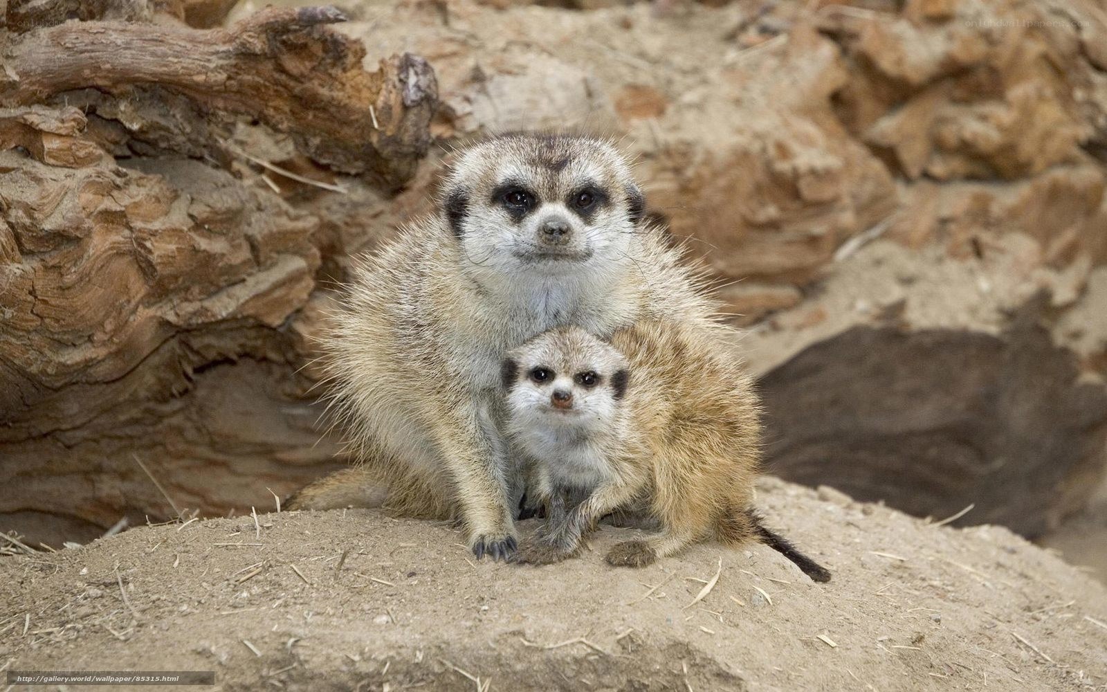 Meerkat mother and baby