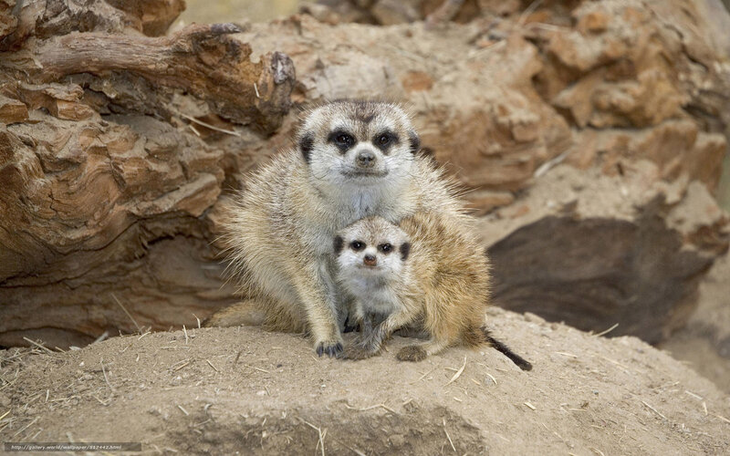 Meerkat Mother and Pup — Brown, Calm