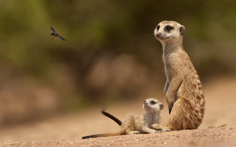 Meerkat Mother and Pup — Brown