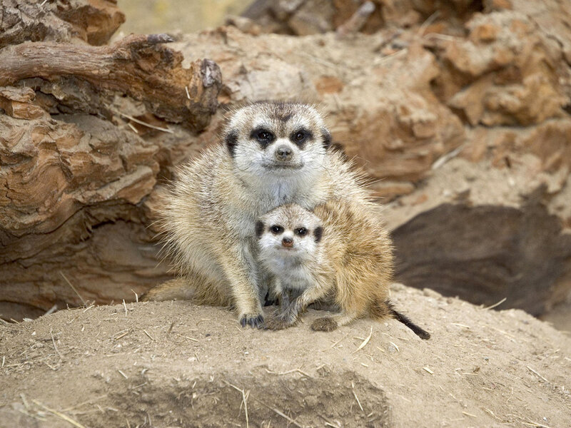 Meerkat Mother and Pup