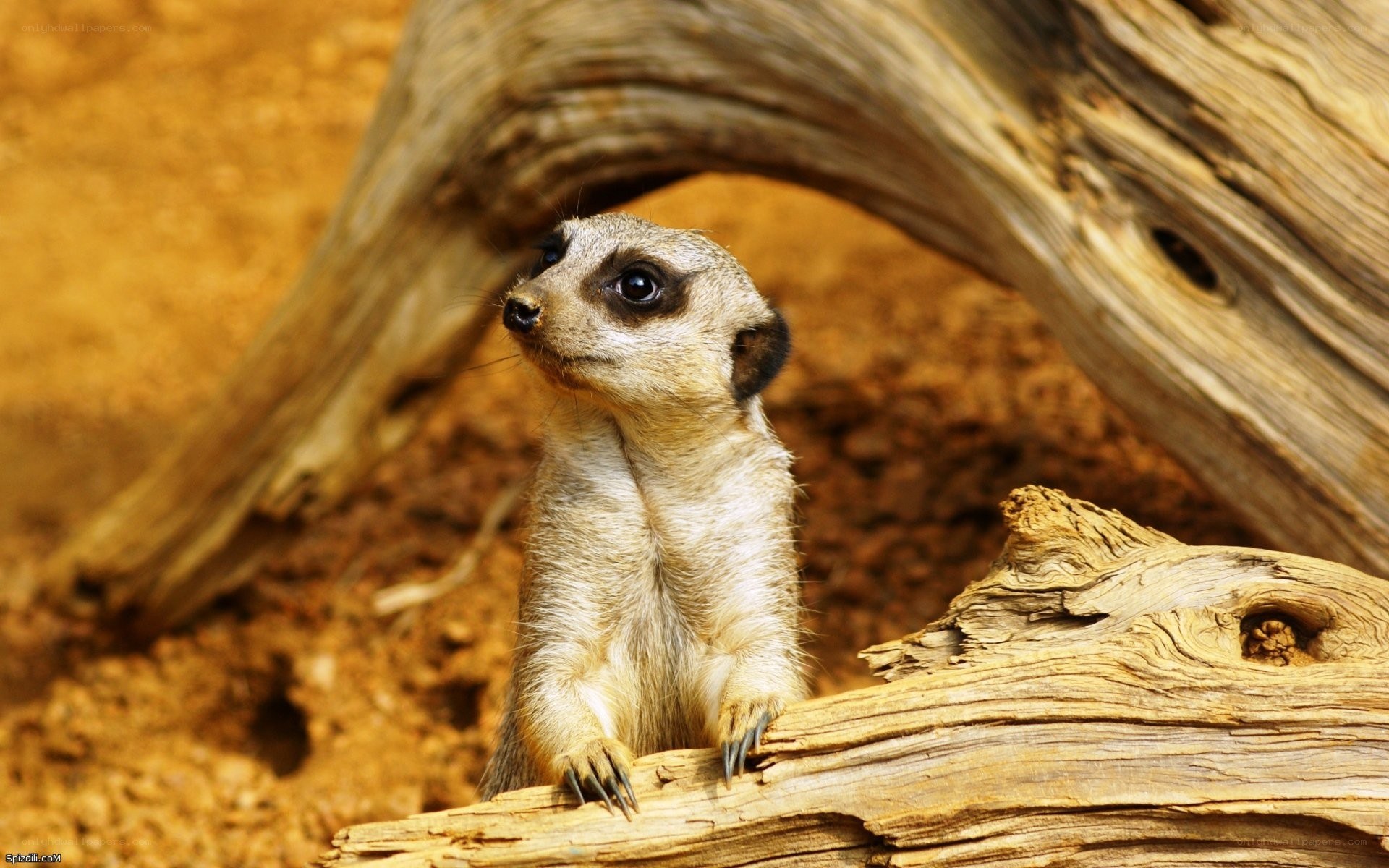 meerkat on a log