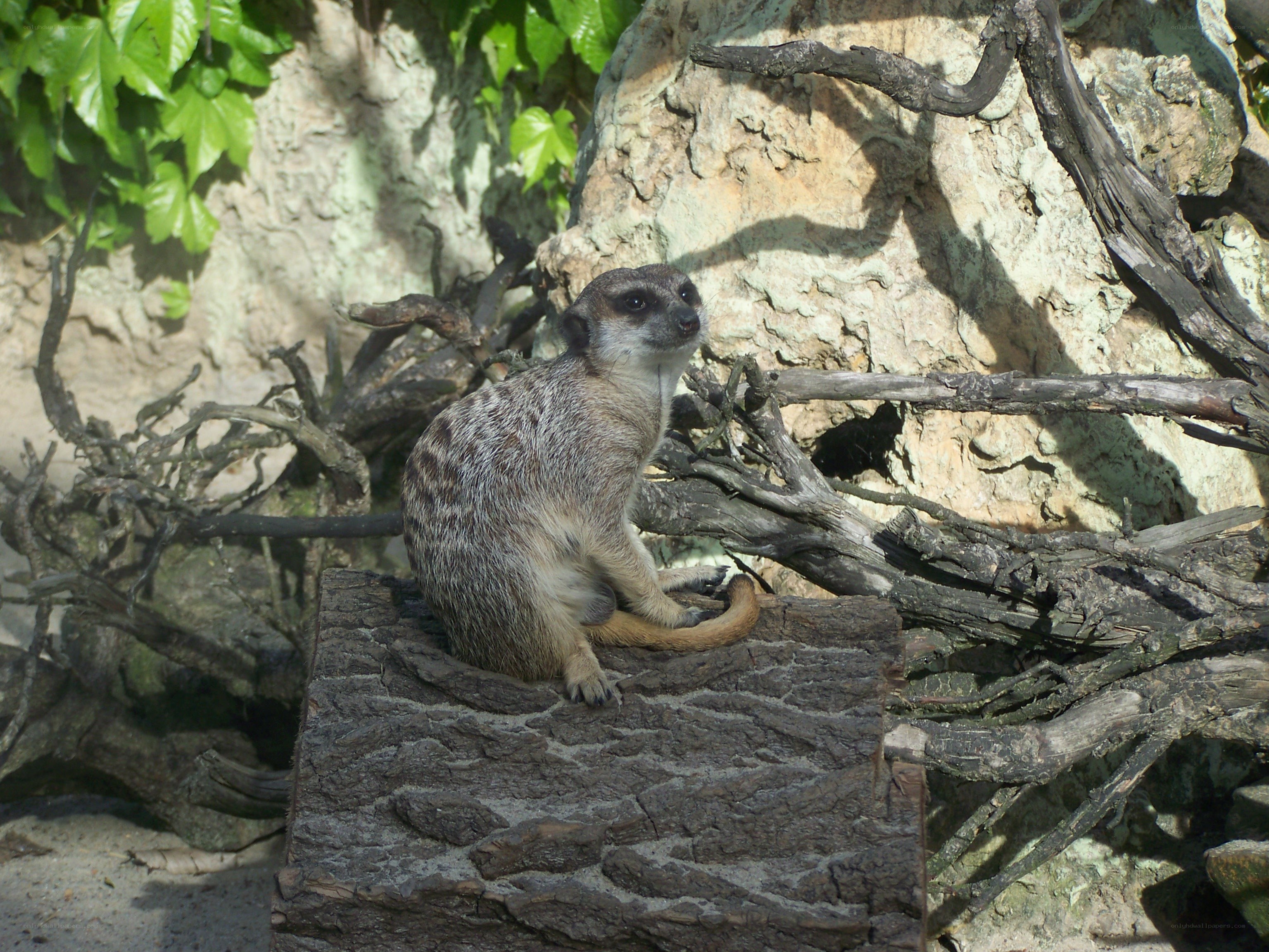 Meerkat on a log