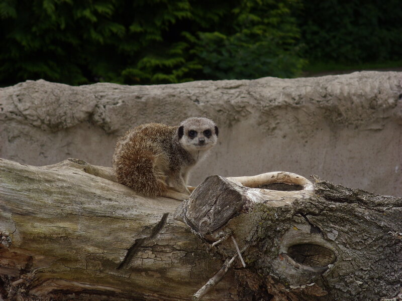 Meerkat on a log