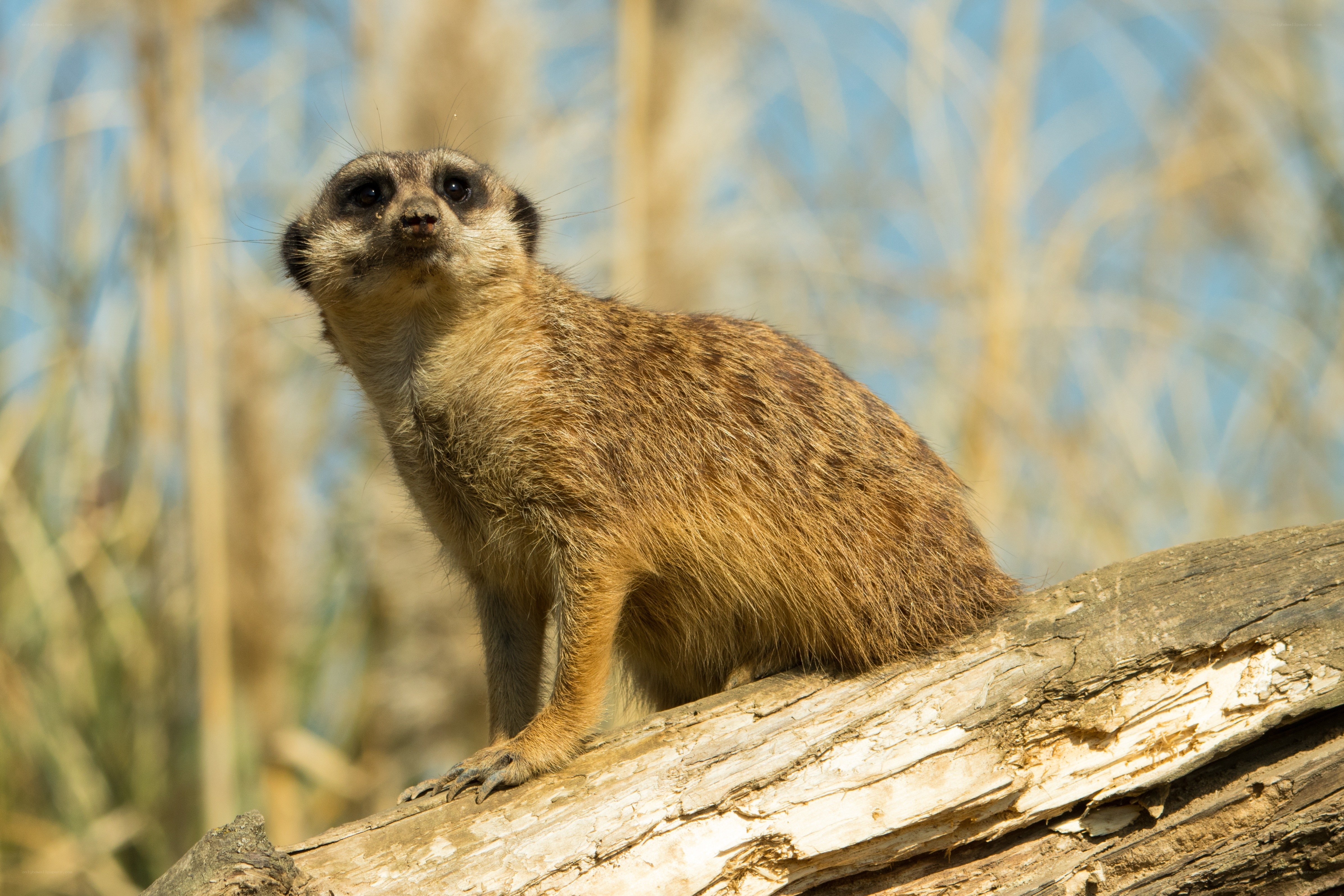 Meerkat on a log