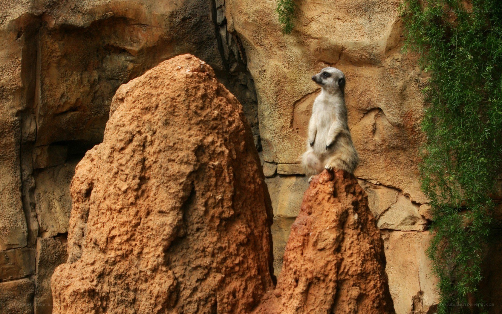 Meerkat on a rock