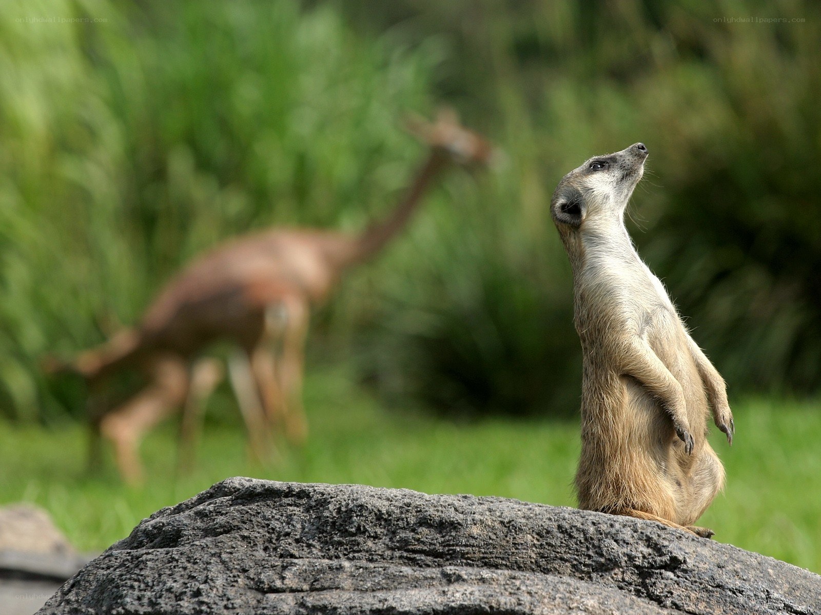 Meerkat on a rock