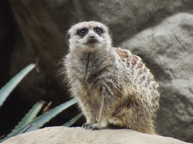 meerkat on a rock