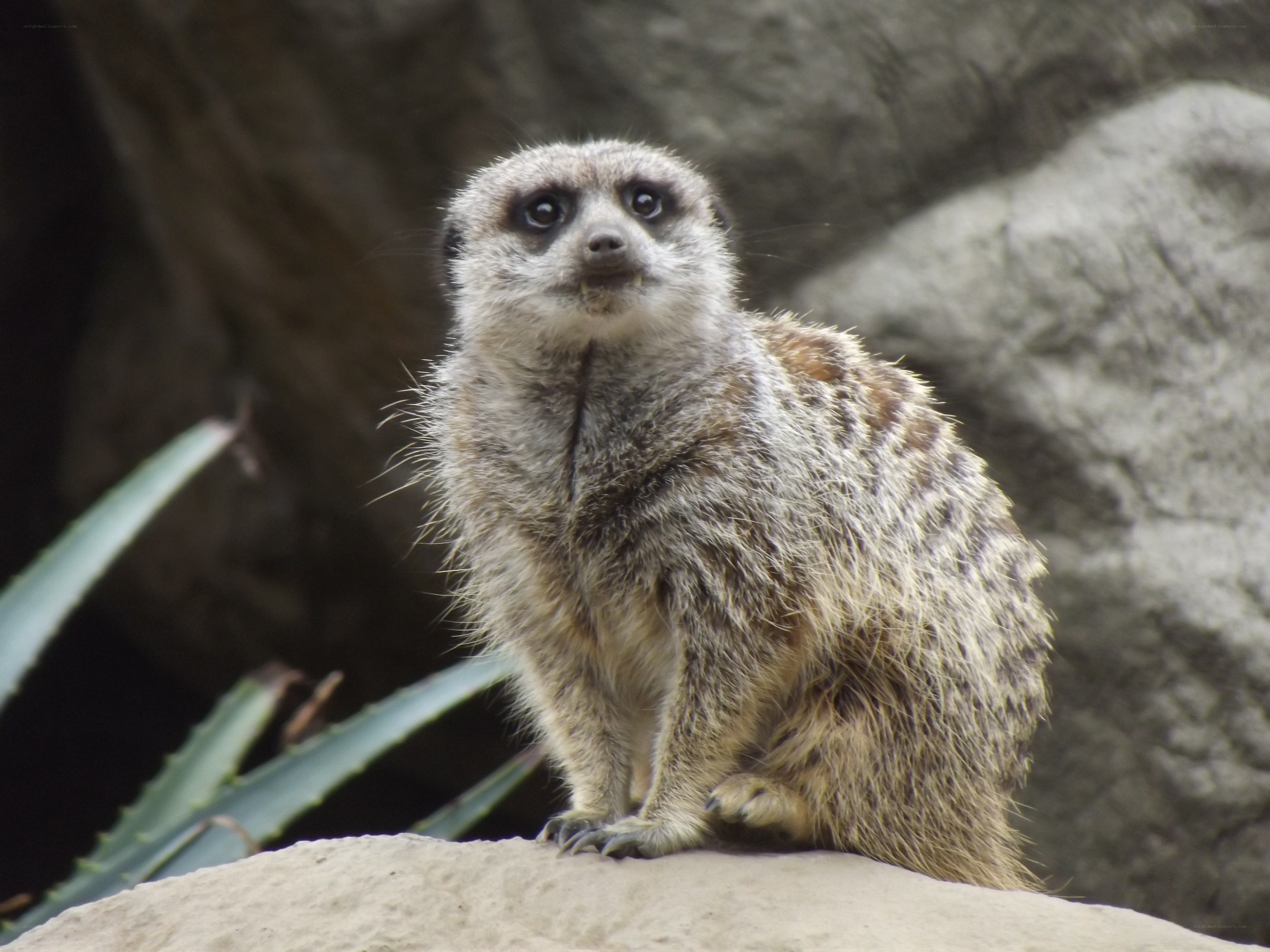 meerkat on a rock