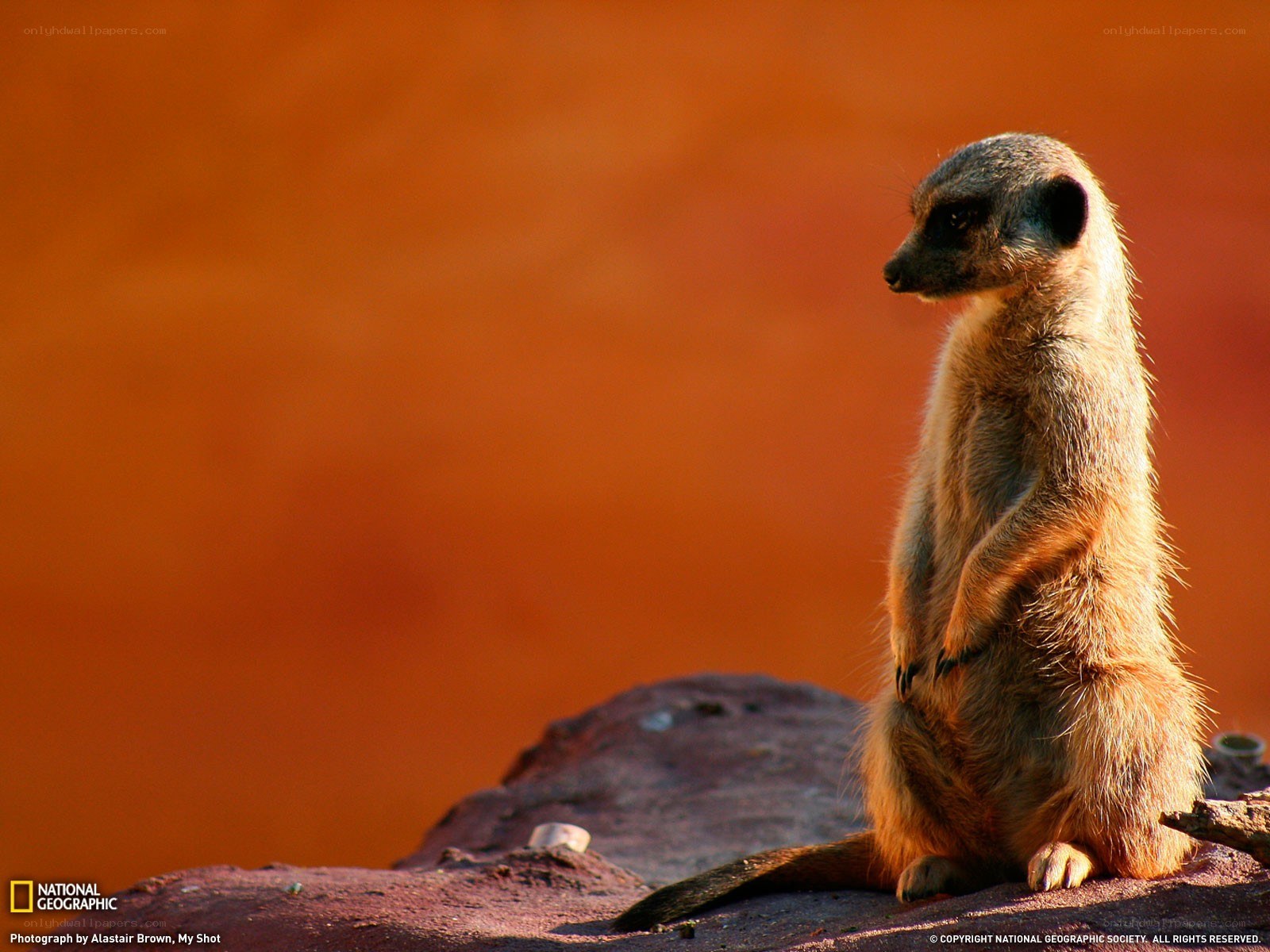 Meerkat on a rock