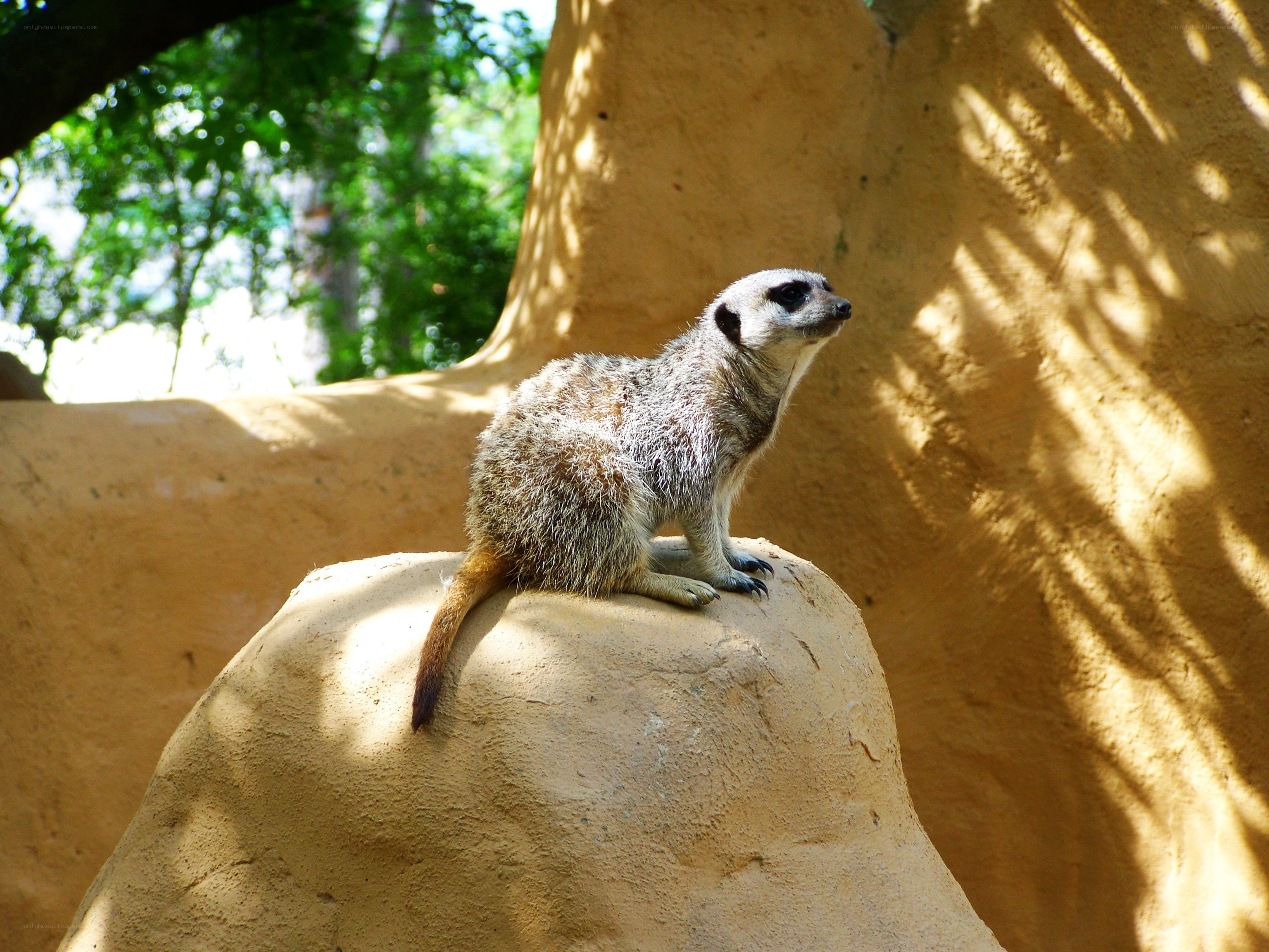 Meerkat on a rock