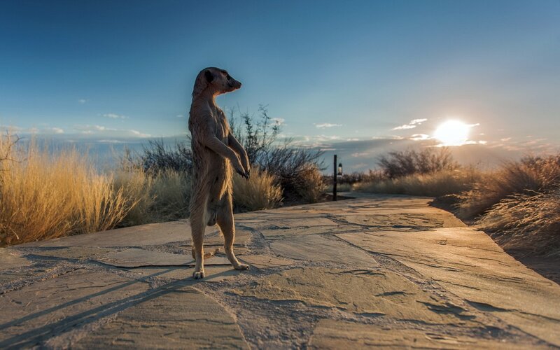Meerkat on a stone path