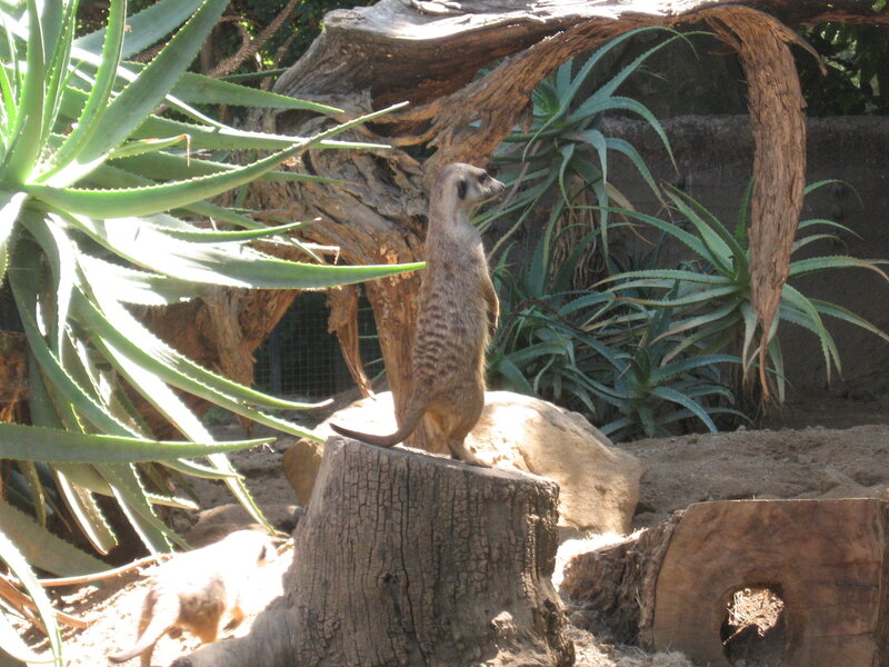 Meerkat on a stump