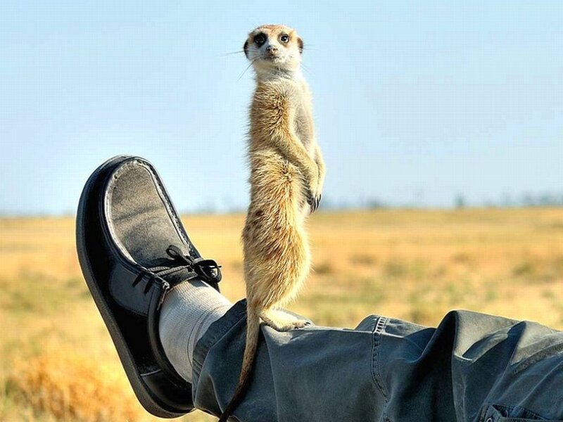 Meerkat on Leg